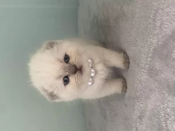 Aaa Kalite Sifir Kulak Scottish Fold Prensesim
