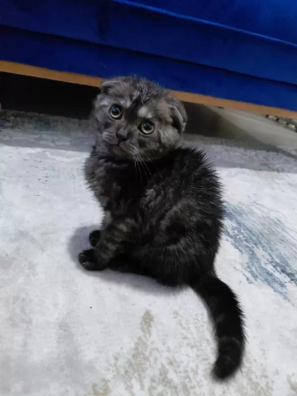 Sahibinden Sahiplendirilecek Scottish Fold