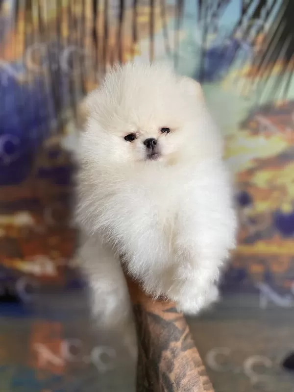 Garantili Teacup Teddy Pomeranian