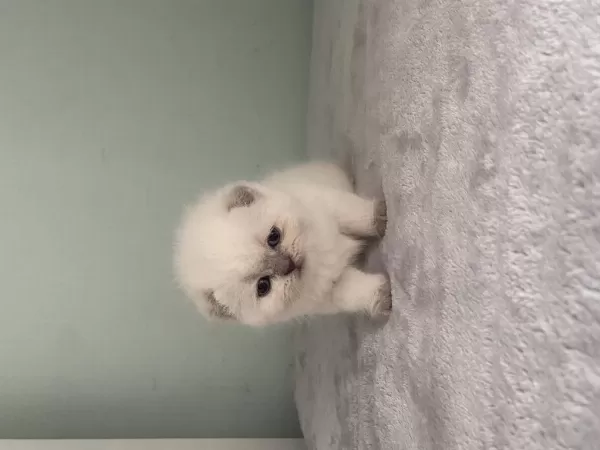 Aaa Kalite Sifir Kulak Scottish Fold Prensesim