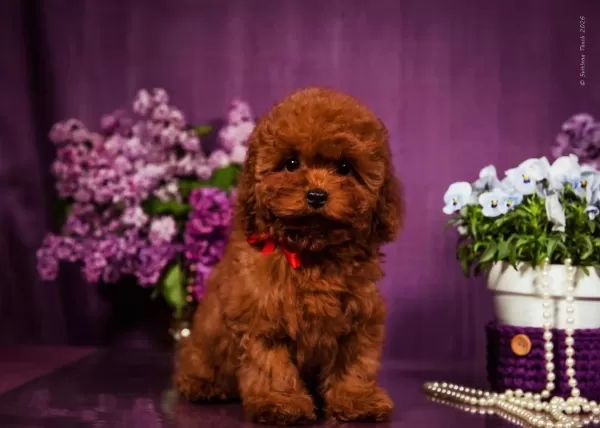 Kore Toy Poodle Yavruları