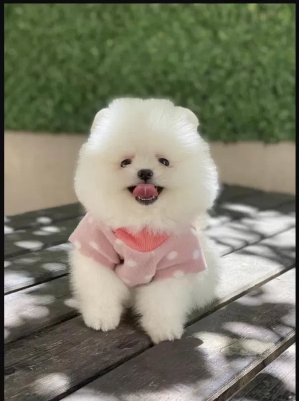 Pomeranian Boo İçin Ulaşin