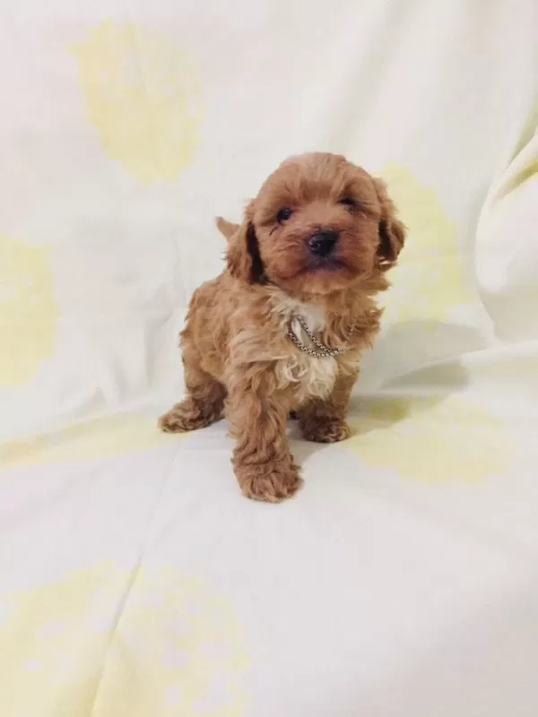 Maltipoo Can Dostlar Orijinal