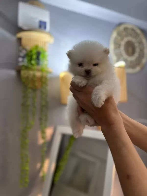 Pomeranian Erkek Ve Dişi Yavrularımız Mevcuttur