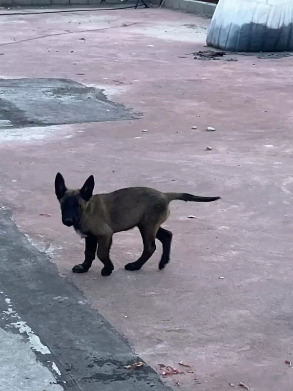 Yer Kmaraş Malinois Gönderim Var