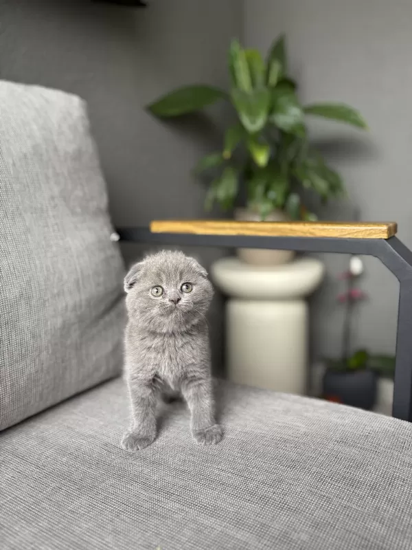 Scottish Fold Gri Yavrularim