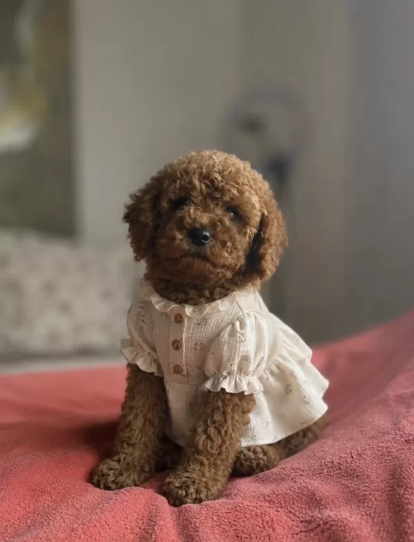 Red Brown Toy Poodle Yavru