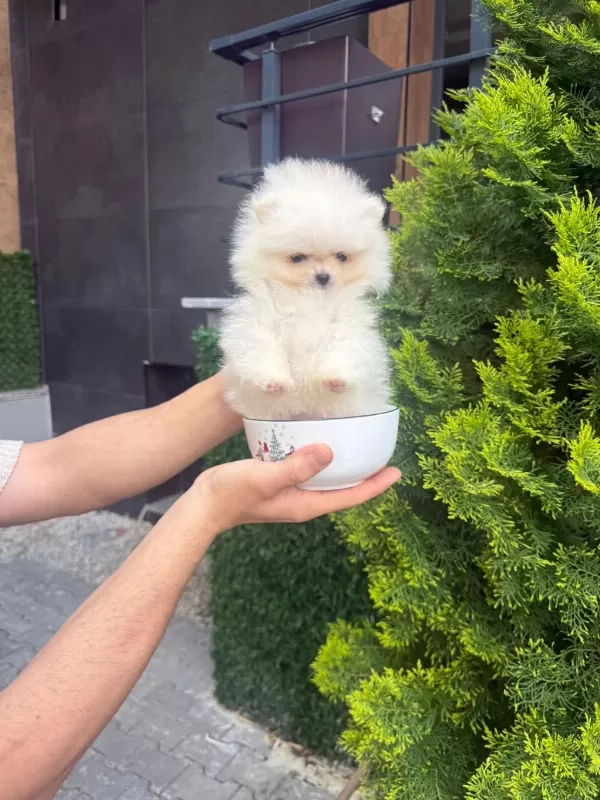 Orjinal Teacüp Pomeranian
