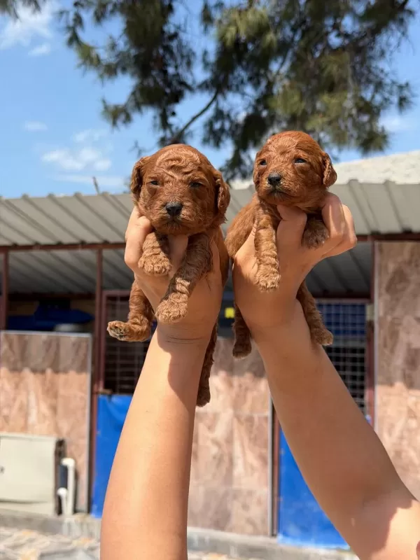 Maltipoo Teacup Tatlıler Hazırda Sizi Bekliyorlar