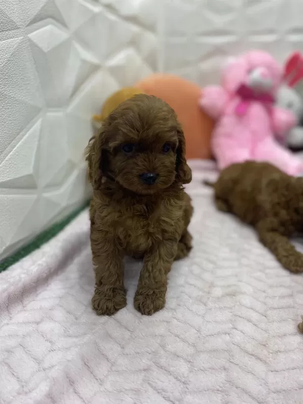 Erkek Dişi Üst Kalite Maltipoo Köpekler