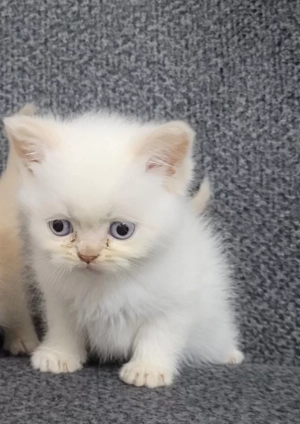 Minik Persian Dostlarımız Yeni Yuvalarını Arıyor