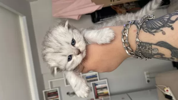 Eskişehir Tepebaşı British Longhair