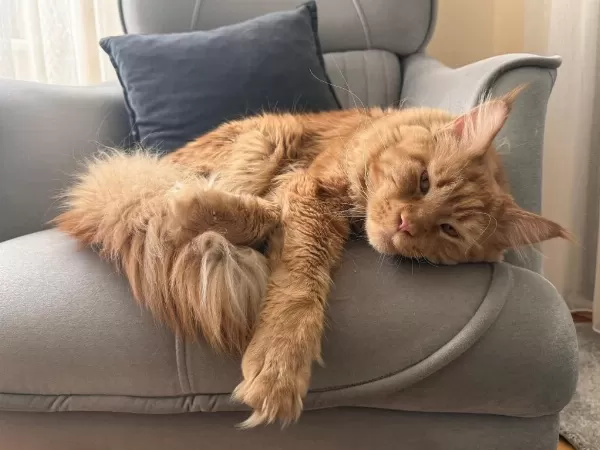 Maine Coon 1 Yaşında Erkek