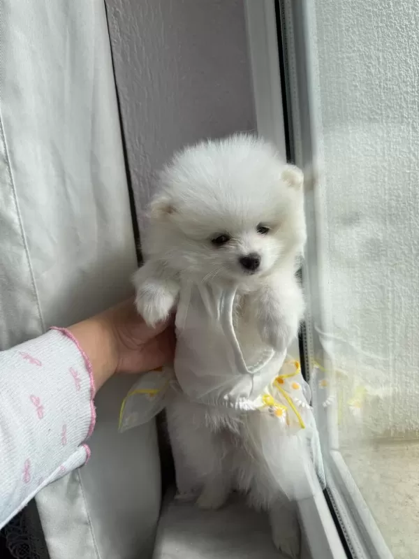 Pomeranian (tilki Ve Ayı Suratlının Melezleri)