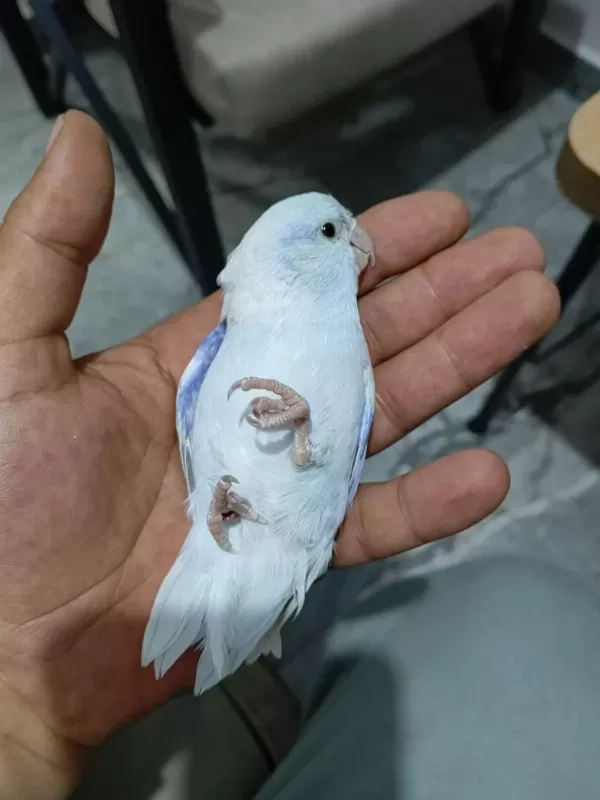 Evcil Erkek Forpus Papağanı