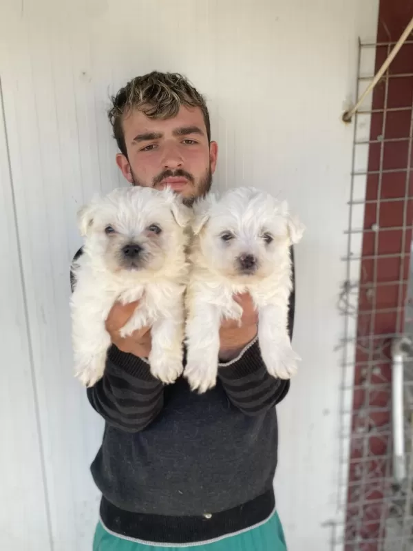 0 Numara Beyaz Maltese Terrier Yavrular