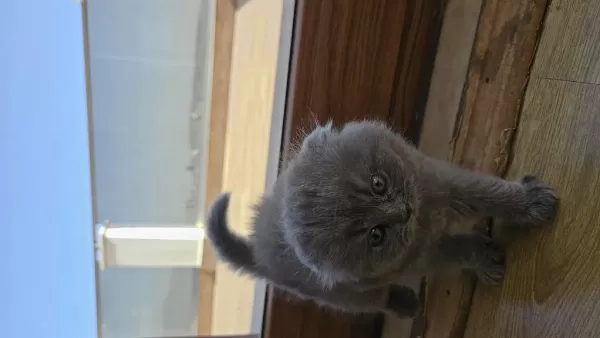 3 Tatlış Scottish Fold Yavrum