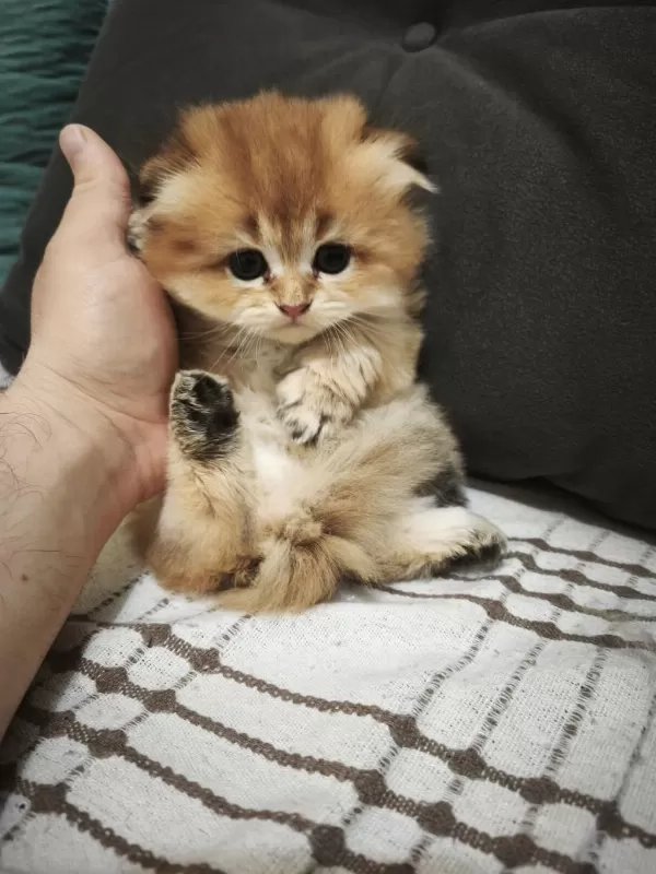 Mamaya Düştüler Safkan Scottish Fold Yavrular