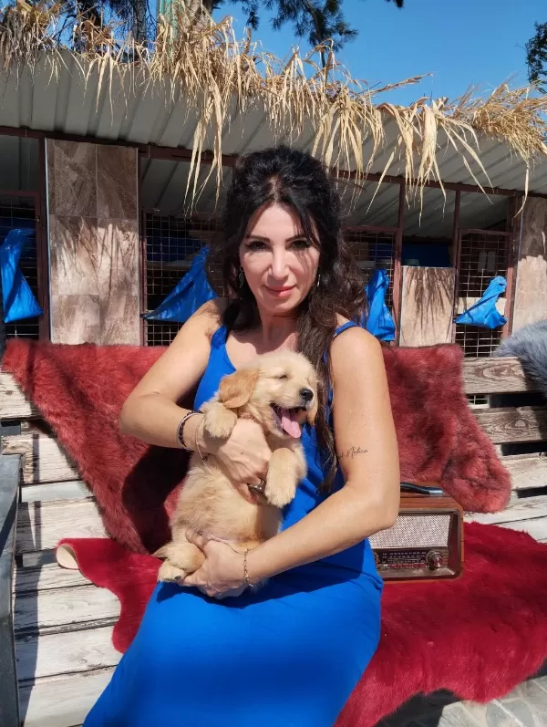 Golden Retriever Altın Tüylü Bebekler Sizi Bekliyor