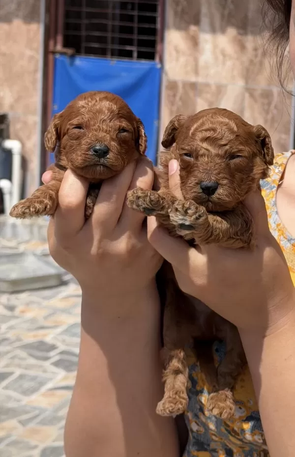 Kore Poodle Çok Sevimli Yavrular