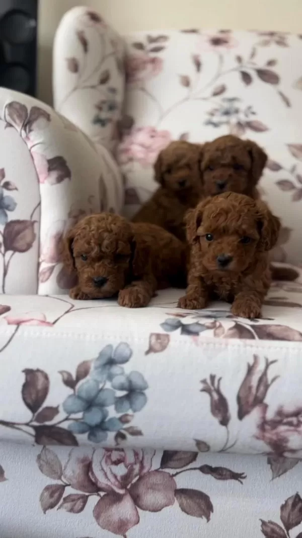Orjinal Toy Poodle Bebekler Safkan Anne Altından