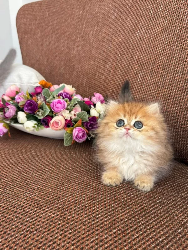 Show Kalite British Longhair Orange
