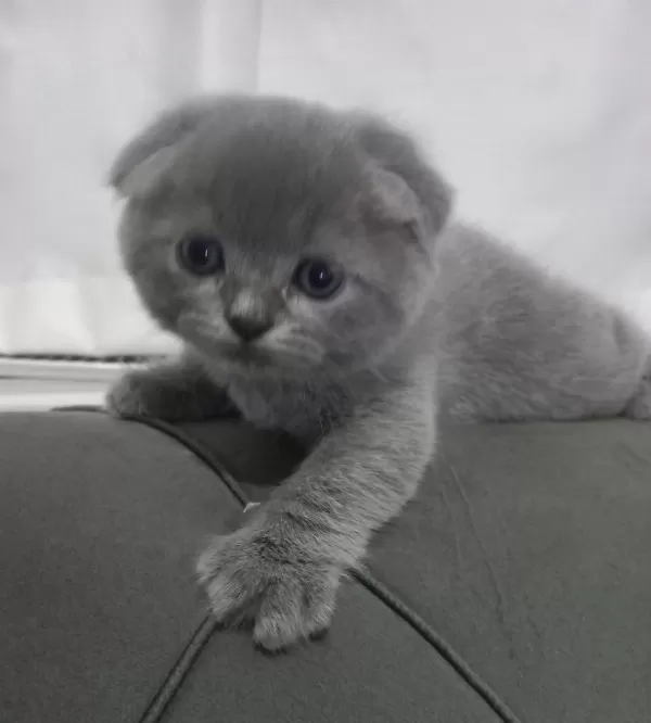 Scottish Fold Yavrumuz Yuva Arıyor