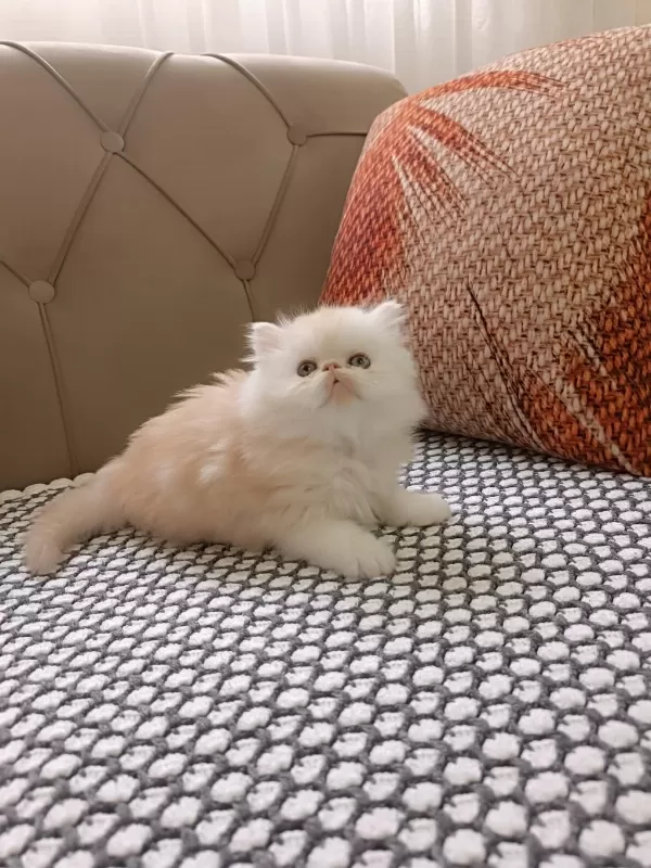 İran Persian Orijinal Yavrular