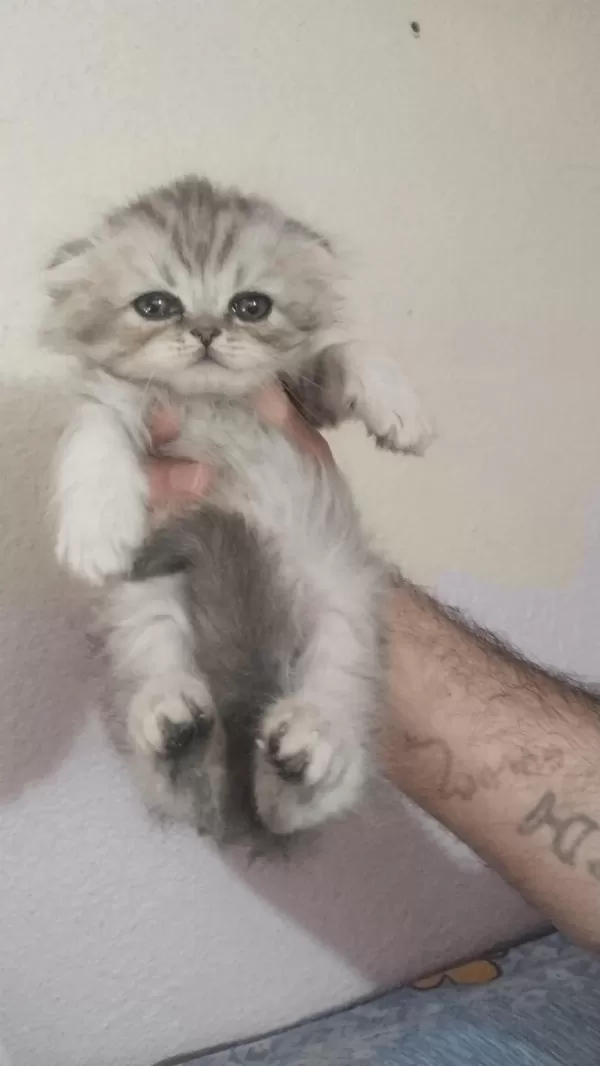 Scottish Fold Yavrumuz Yeni Yuvasına Gitmeye Hazır