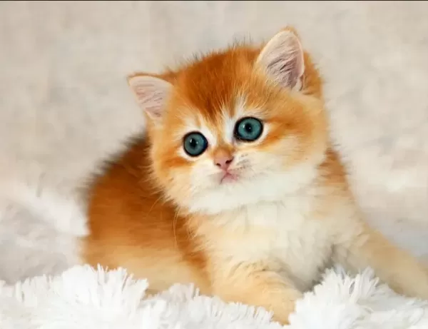 Mavi Gözleriyle Fark Yaratan Golden British Shorthair