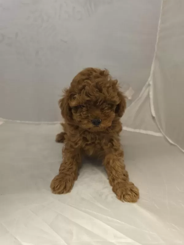 2 Erkek 1 Dişi Toy Poodle İzmir