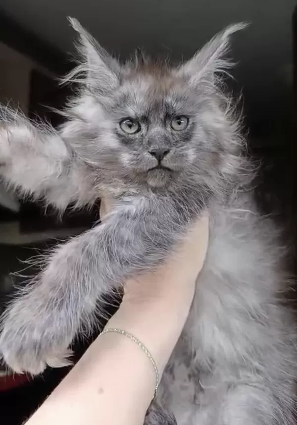 Üst Kaliteli Dişi Maine Coon Rezerve Açık