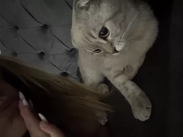 Scottish Fold Oğlum Paşayı Sahiplendiriyorum