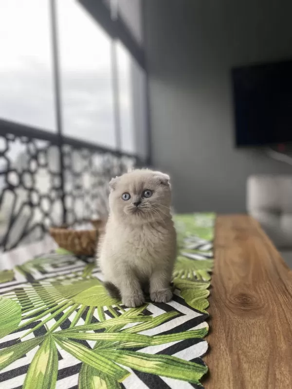 Scottish Fold Blue Point Yavrularim