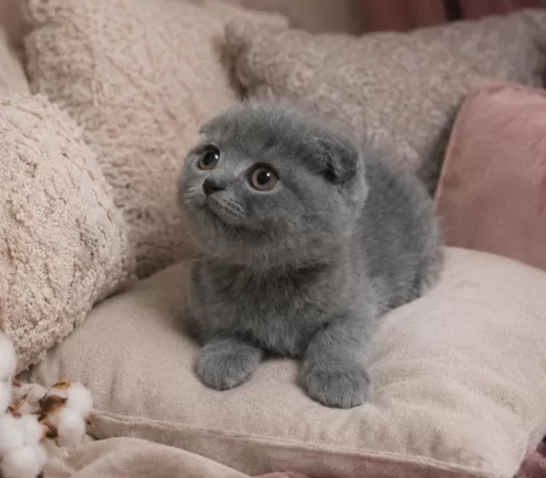 Scottish Fold Blue İstanbul