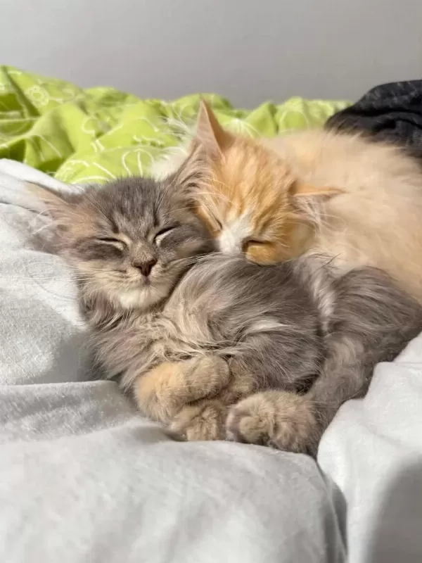 7 Aylık British Longhair Kısır Değil Uysal