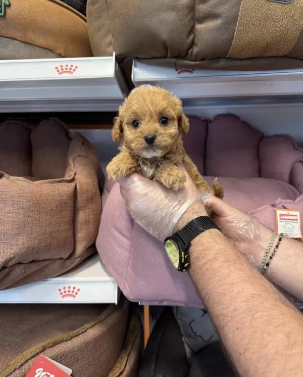 Bebek Yüzlü Maltipoo Yavrularımız
