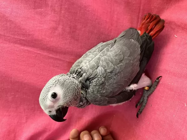 Yok Böyle Şirini Bebek Jako Papağanı Yavru