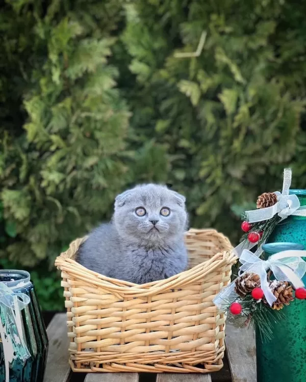Gri Scottish Fold Yavrularim