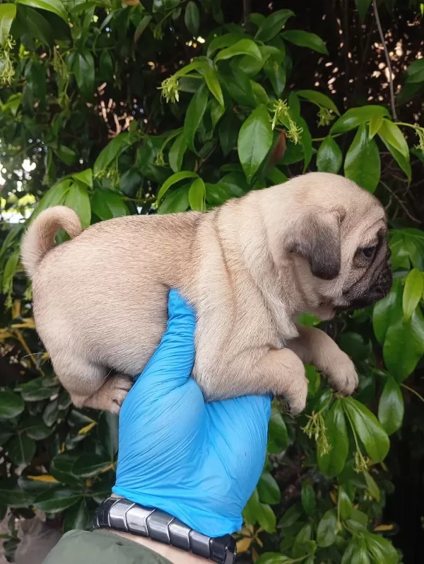 A Kaliteli İrk Ve Sağlik Garantili Pug Mops Bebekler