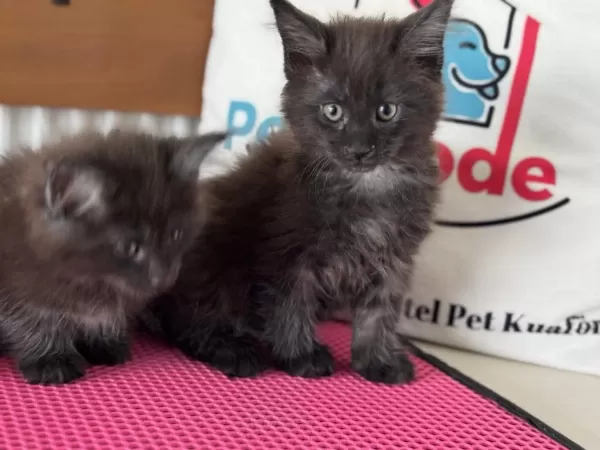 Ultra Kalite Maine Coon Yavrularımız