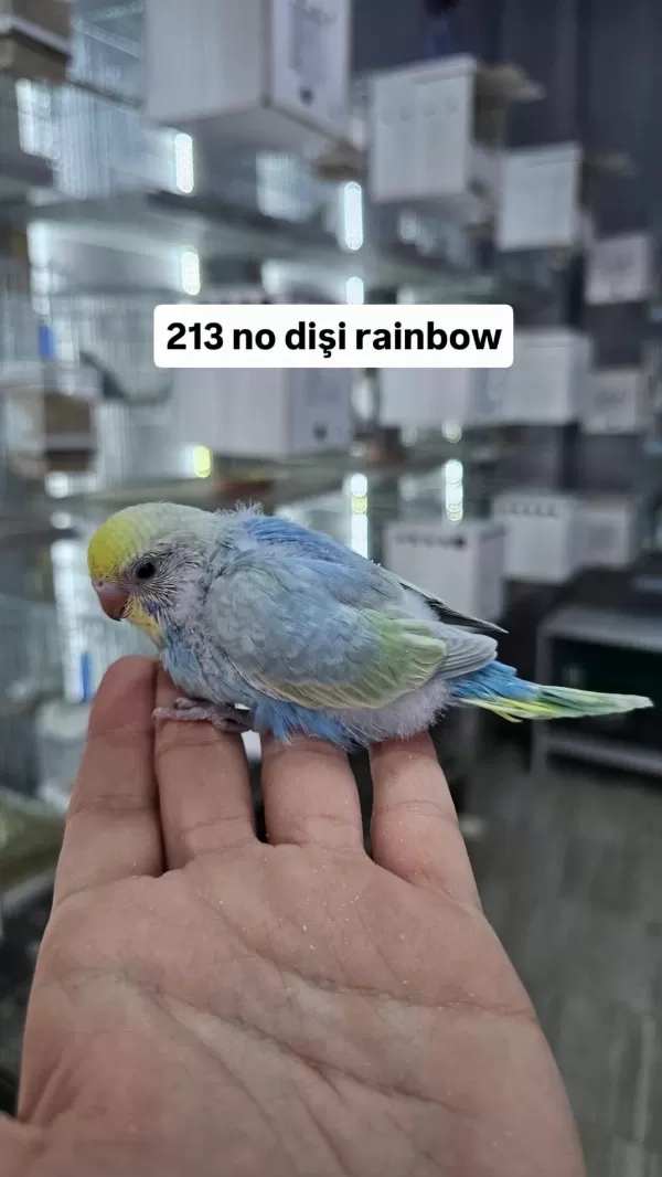 Anne Altindan Eğitimlik Rainbow Ve Çek Muhabbet Kuşlar
