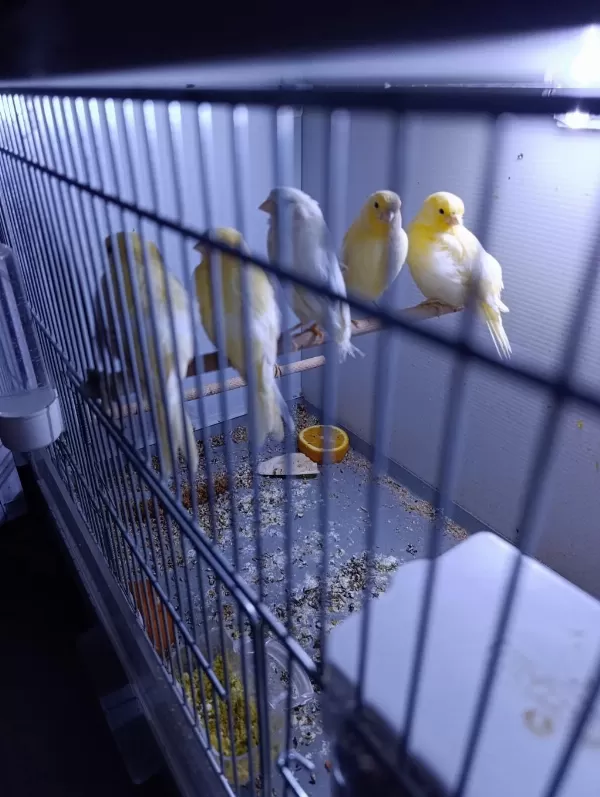3 Aylık Kanaryalar Sahiplendirilecektir