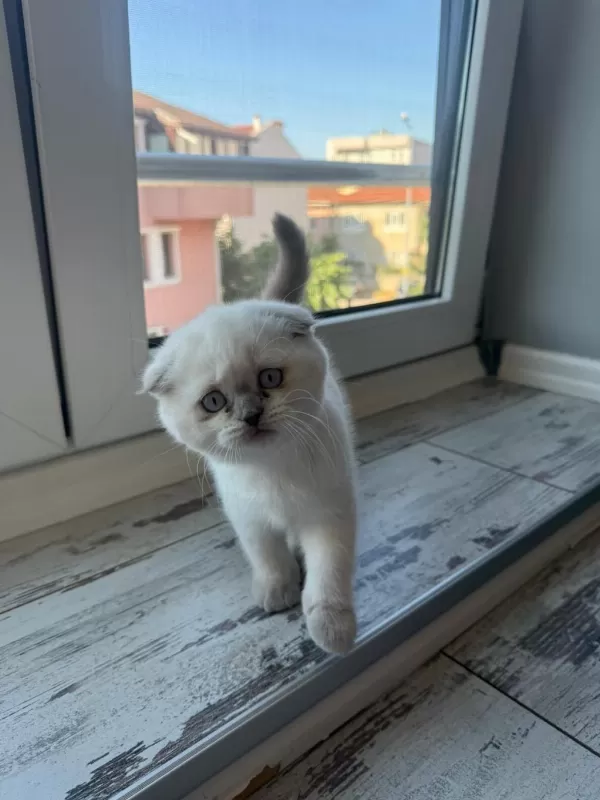 2 Adet Dişi Scottish Fold