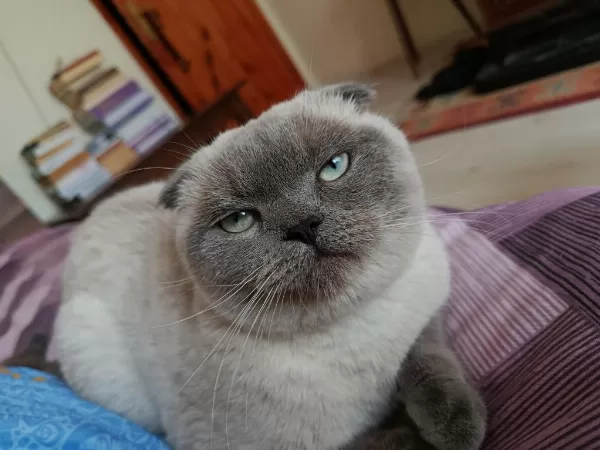 Çok Uysal Bakimli Temiz Eğitimli Güzel Gözlü Scottish Fold