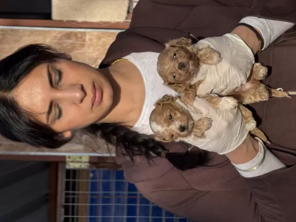 Maltipoo Bebeklerimiz