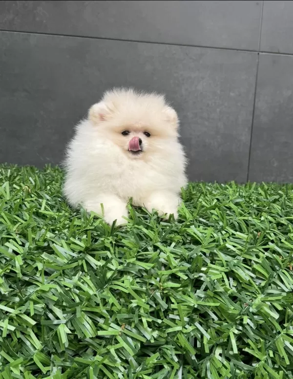 Orjinal Pomeranian Boo Yavrularımız