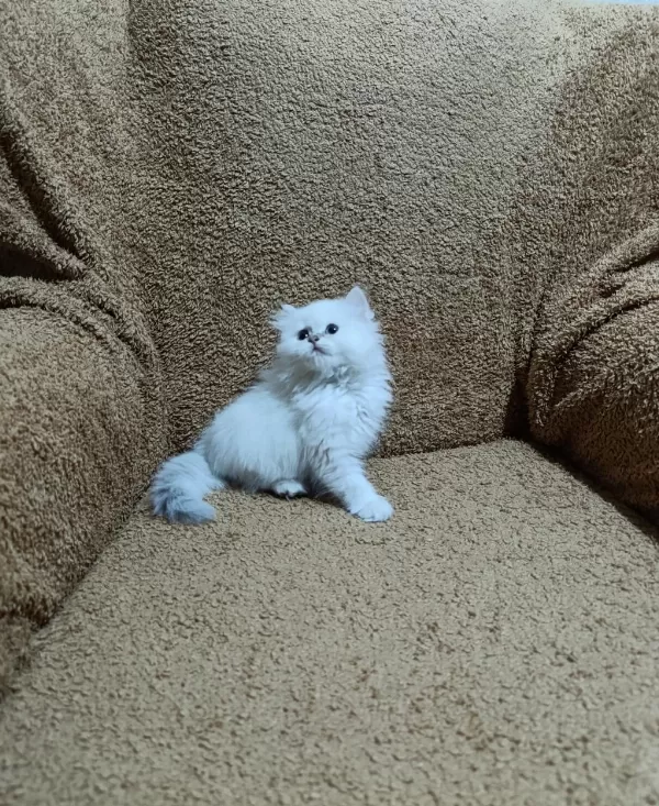 British Longhair Silver Point Kızımız