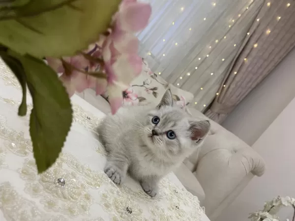 British Shorthair Bebek Kediler