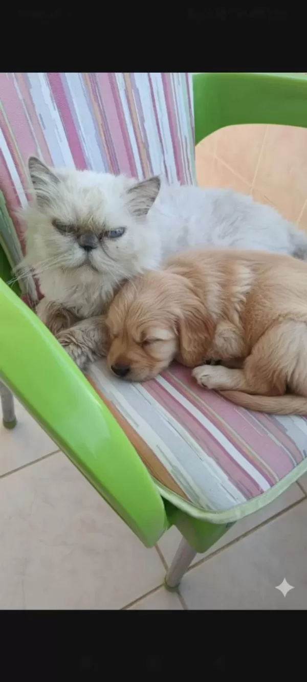Tatlı Dişi İran Kedisi